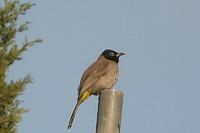 Pycnonotus xanthopygos